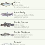 Poradnik-Wedkarza-APK-aplikacja-na-Androida-6